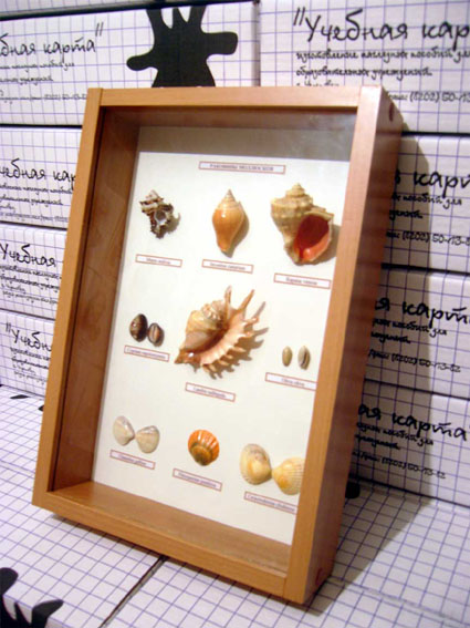 Раковины моллюсков (демонстрационная коллекция).